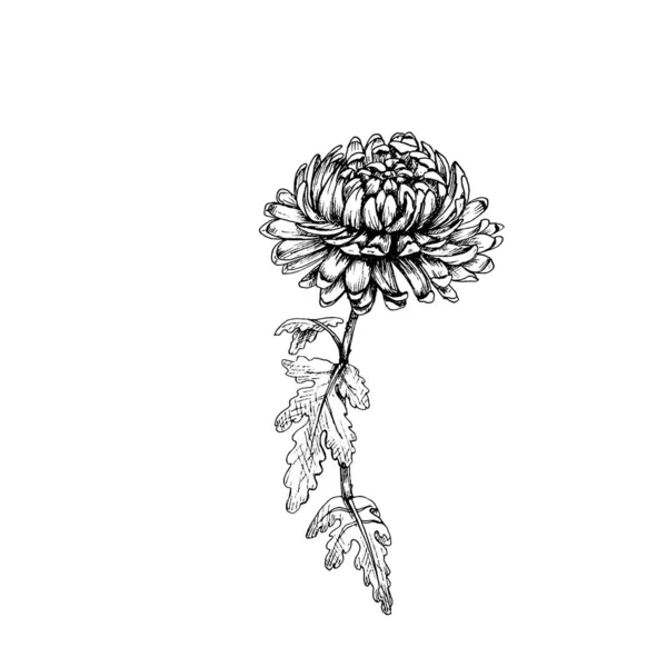 Chrysanthemenblüte mit Blättern und Stiel. Vintage Vektor Schraffur schwarze Illustration. — Stockvektor