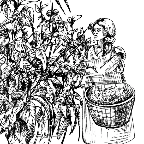 Femeie culegătoare recoltarea fructelor de cafea pe plantație. Gravură vectorială vintage — Vector de stoc