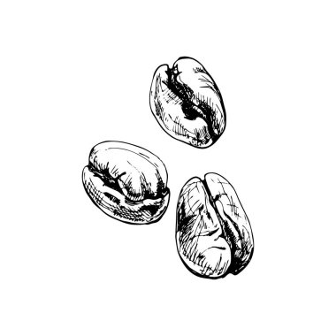 Kavrulmuş kahve çekirdeği. El çizimi taslak tarzı. Vintage vektör oymacılığı