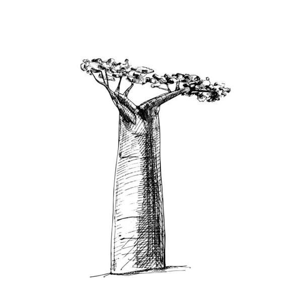 Baobab träd med löv. Vintage vektor kläckning — Stock vektor
