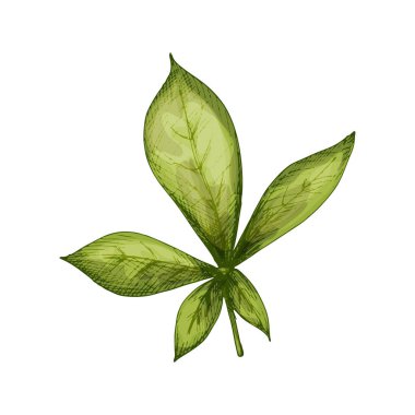 Baobab yaprağı. Beyaz arkaplanda izole edilmiş vintage taşıyıcı kuluçkaya yatma rengi çizimi