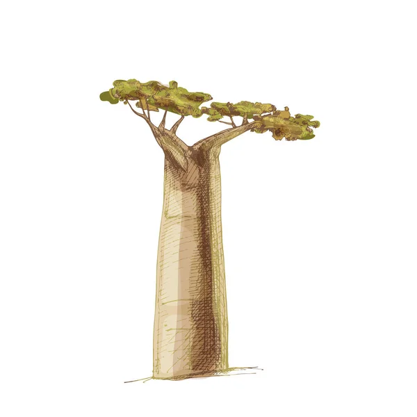 Дерево Баобаба Листьями Винтажный Вектор Штриховки Цветной Ручной Рисунок Белом — стоковый вектор