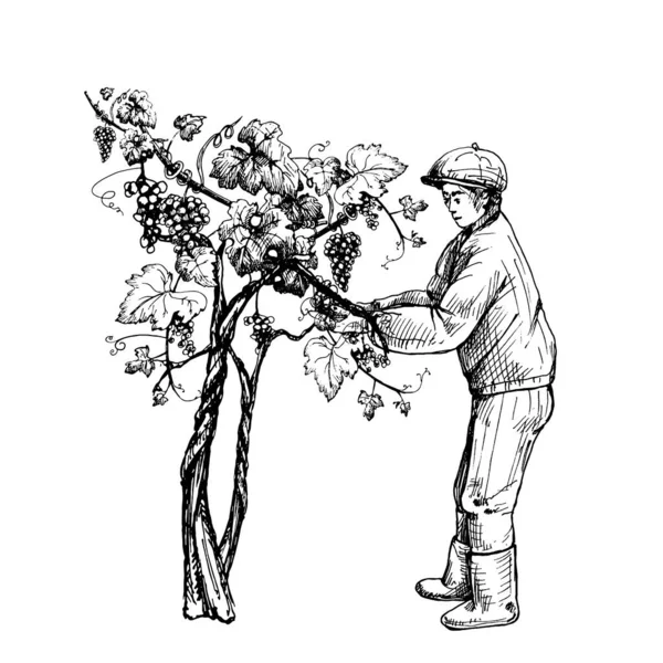 ブドウ畑で果実を収穫する男。ヴィンテージの彫刻 — ストックベクタ