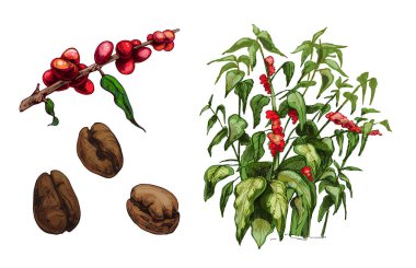 Kahve seti. Ağaç, dal ve fasulye. Vintage taşıyıcı kuluçkadan çıkıyor