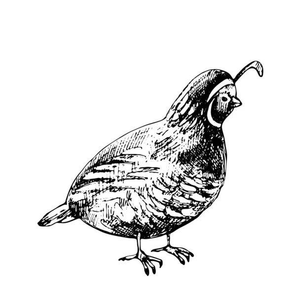 Standing quail. Vector vintage hatching black illustration. Isolated on white — Stok Vektör