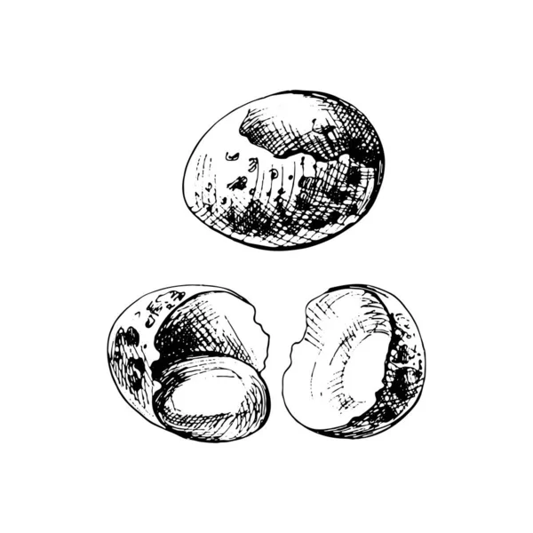 Whole and broken brown quail egg shell. Vector vintage hatching — Vettoriale Stock