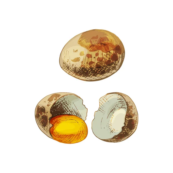 Whole and broken brown quail egg shell. Vector vintage hatching — Image vectorielle