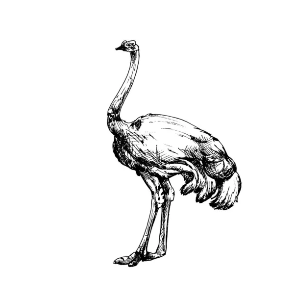 Standing quail. Vector vintage hatching illustration. Isolated on white — Stock vektor