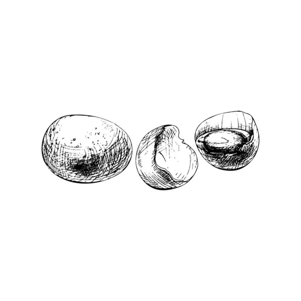 Whole and broken ostrich egg shell. Vector vintage hatching — Image vectorielle