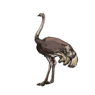 Ayakta bıldırcın. Vector vintage kuluçkadan çıkan renk çizimi. Beyazda izole edilmiş