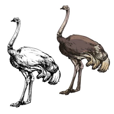 Ayakta bıldırcın. Vector vintage kuluçkadan çıkan renk çizimi. Beyazda izole edilmiş