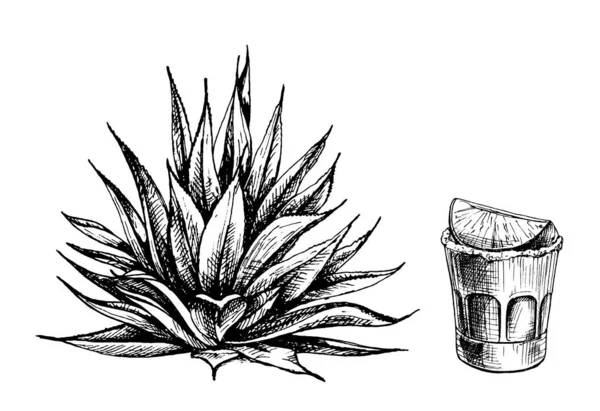 Kaktüs mavisi agave ve dilim limonlu cam tekila. Vector vintage kuluçkadan çıkma illüstrasyonu. Beyaz arkaplanda izole.