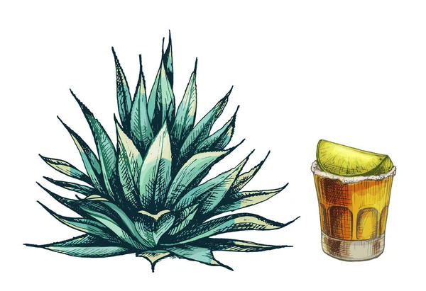 Cactus agave azul. Vetor vintage eclosão ilustração a cores. Isolado em branco — Vetor de Stock