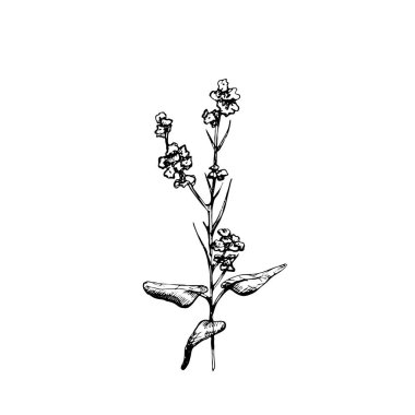 Yaprak ve çiçekli hardal bitkisi. Beyaz arkaplanda izole edilmiş siyah elle çizilmiş vintage vektör kuluçkası