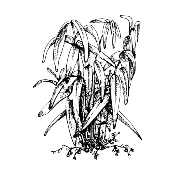 葉と果実を持つカルダモン植物の枝 白を基調としたヴィンテージベクトルハッチング黒手描きイラスト — ストックベクタ