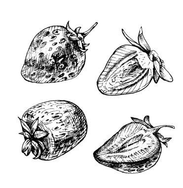 Tam ve dilimlenmiş çilek. Vintage kuluçka vektörü siyah illüstrasyon. Beyaz arkaplanda izole