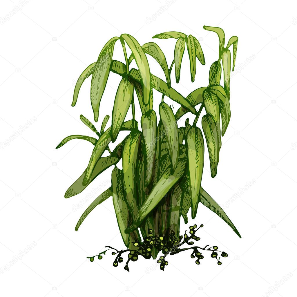 Branch of cardamom plant with leaf and berry. Vintage vector hatching color hand drawn illustration isolated on white background