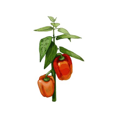 Bir dal tatlı dolmalık biber yapraklı bitki. Vintage taşıyıcı kuluçkadan çıkıyor