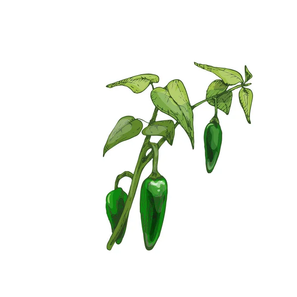 Branch of chilli with leaf and pepper. Vintage vector hatching — Stock Vector