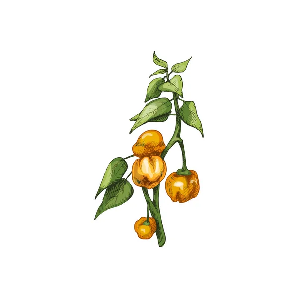 叶和椒的哈班内罗植物分枝。醋载体孵化器 — 图库矢量图片