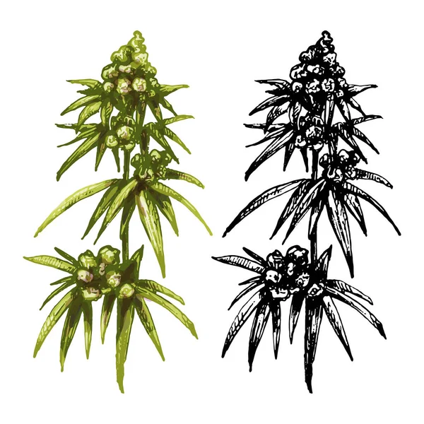 Marijuana pianta matura con foglie e boccioli. Vintage tratteggio vettoriale — Vettoriale Stock