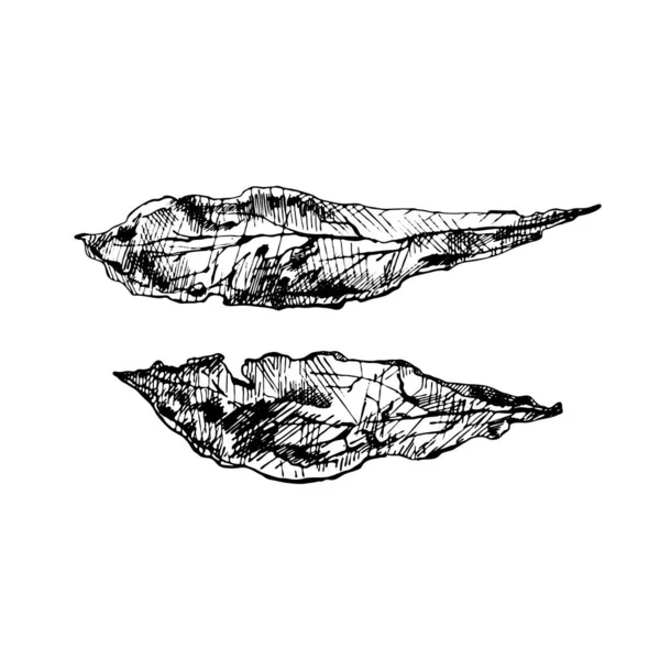 Due foglie intere di tabacco secco. Vintage tratteggio illustrazione nera. — Vettoriale Stock