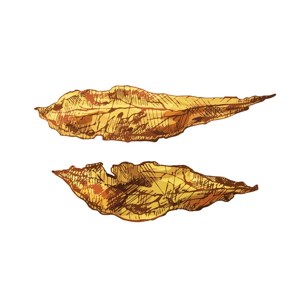 Две Целые Сухие Табачные Листья Винтажная Цветовая Иллюстрация Векторного Штриховки — стоковый вектор