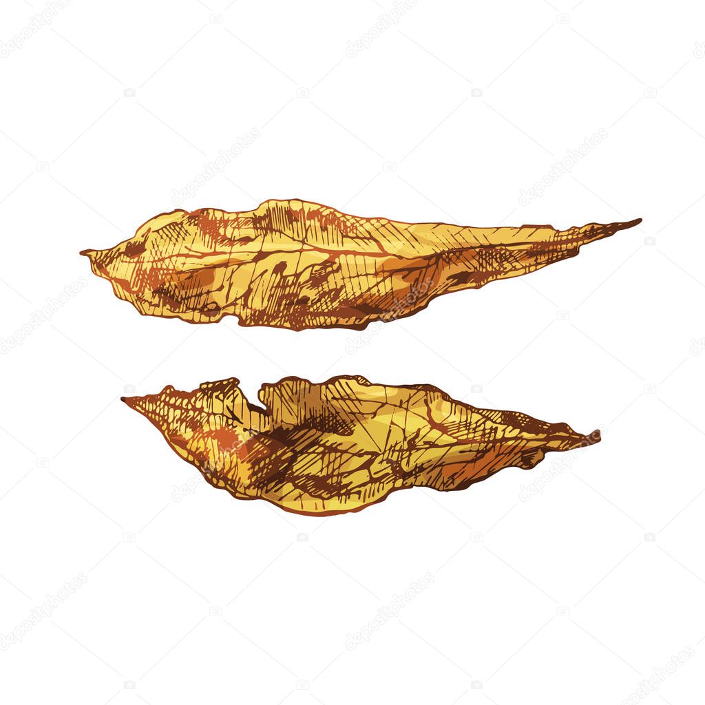 Two whole dry tobacco leaves. Vintage vector hatching color illustration. Isolated on white background. Hand drawn ink design