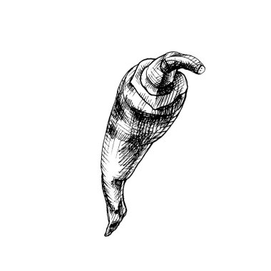 Kırmızı biber. Vector vintage kuluçkadan çıkan renk çizimi. Beyaz arkaplanda izole.