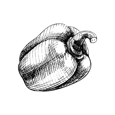 Tam dolmalık biber. Vector vintage kuluçkadan çıkan siyah illüstrasyon.