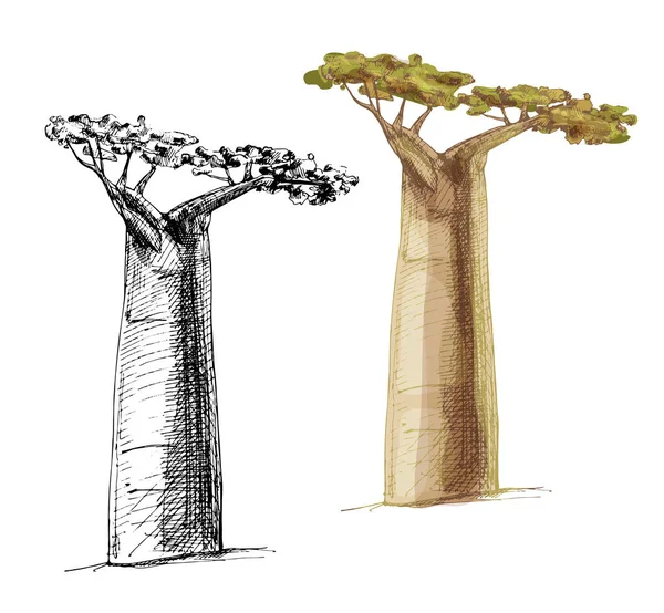 Yapraklı Baobab ağacı. Vintage taşıyıcı kuluçkadan çıkıyor — Stok Vektör