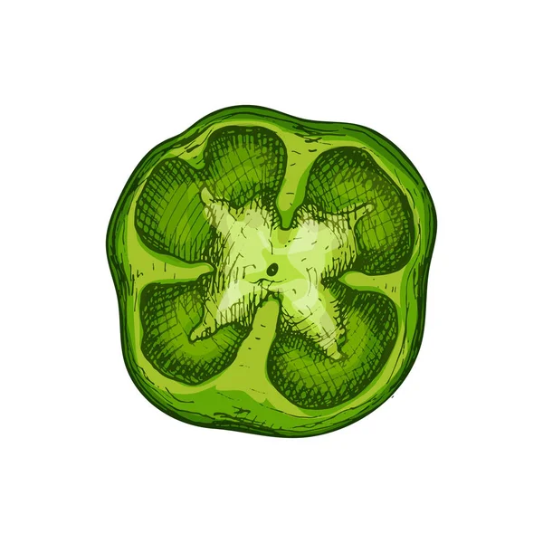 Hela söt grön paprika. Vektor vintage kläckning färg illustration. — Stock vektor