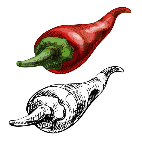 Chilli celá. Vektorové vinobraní líhnutí barevné ilustrace. Izolováno na bílém pozadí. — Stockový vektor