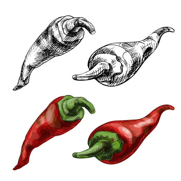 Chilli Pimenta Vermelha Inteira Vetor Vintage Eclosão Ilustração Cores Isolado —  Vetores de Stock