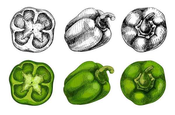 一半和整个甜青椒 顶部视图 矢量老式孵化器彩色插图 被白色背景隔离 手绘设计 — 图库矢量图片