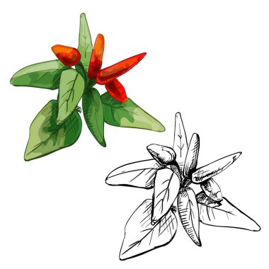 Yaprak ve fetüslü acı biber dalı. Beyaz arkaplanda izole edilmiş vintage taşıyıcı kuluçka rengi ve monokrom el çizimi çizimi