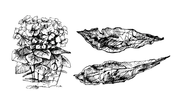 Tabakpflanze Mit Blüte Ganze Trockene Blätter Vintage Schraffur Schwarz Illustration — Stockvektor