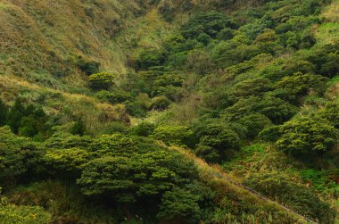 Bereketli ve yemyeşil orman tüm sırtta yetişiyor.