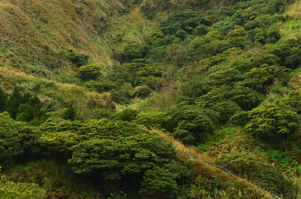 Bereketli ve yemyeşil orman tüm sırtta yetişiyor.