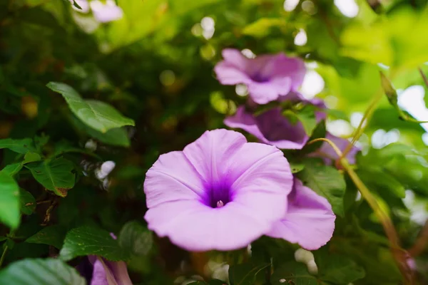 Büyüyen ve güzel sabah zaferlerini