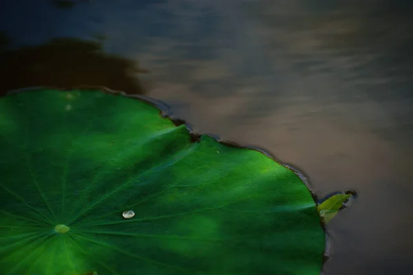 Lotus Leaf Φορτωμένο Κρυστάλλινα Σταγονίδια Νερού — Φωτογραφία Αρχείου