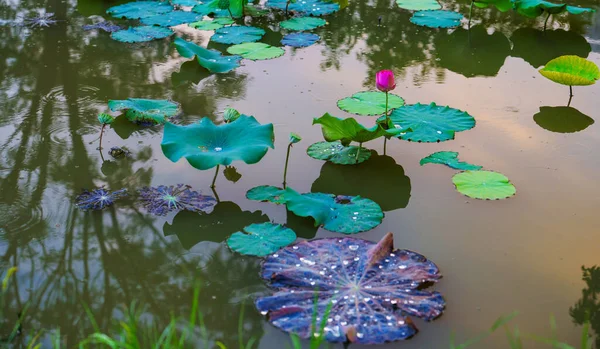 Red Bright Lotus Standing Pond — Fotografia de Stock