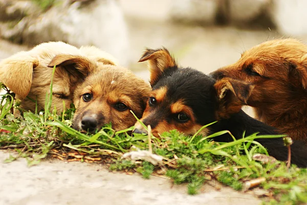 Four dog puppies lying on a grass