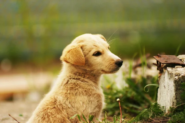 Um cachorro cremoso sentado em uma grama — Fotografia de Stock