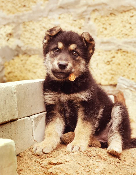 Roztomilé štěňátko psa — Stock fotografie