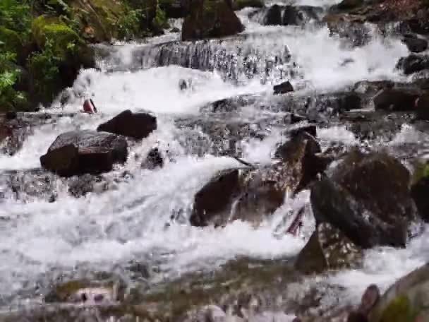Lkbaharın Başlarında Sık Bir Ormanda Bir Dağ Nehrinin Güzel Akışı — Stok video