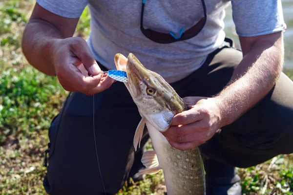 Pescador Está Sosteniendo Gran Lucio Agua Dulce Con Una Cuchara — Foto de Stock