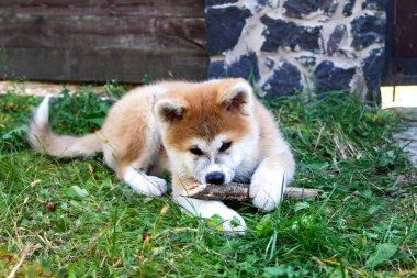 Akita inu köpek yavrusu yeşil çimlerin üzerinde tahta bir sopayla oynar, dişlerini biler. Evcil hayvanlarla açık hava oyunları. Japon köpeği, Spitz.