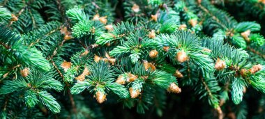 Arka plan için mavi ladin dallarının yakın plan çekimleri. Mavi ladin köknar ağacı dalları detaylıdır. Sancak resmi, telif uzayı. Sığ alan derinliği