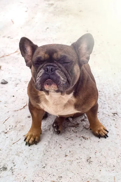 An elderly brown French bulldog sits with closed eyes, dreaming. Happy dog, lazy animal, top view. Relax